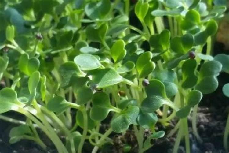 小白菜出芽后几天浇肥