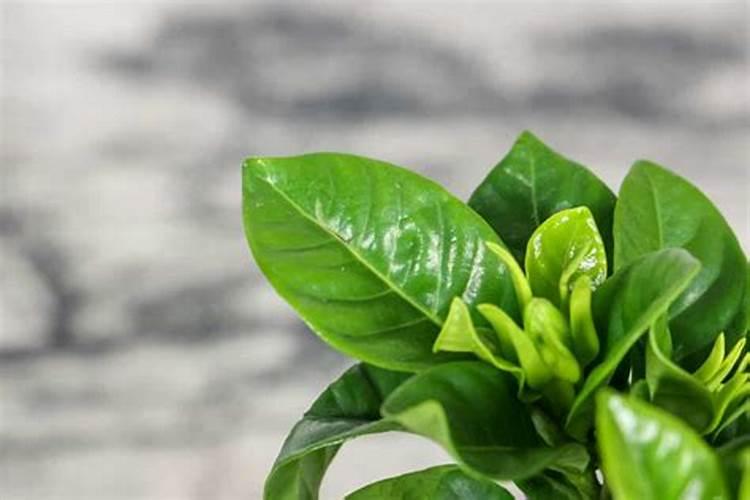 栀子花用什么肥料好？
