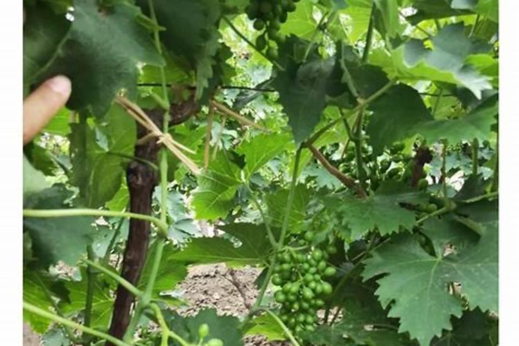 腐植酸水溶肥是什么肥料 腐植酸水溶肥料的作用有哪些