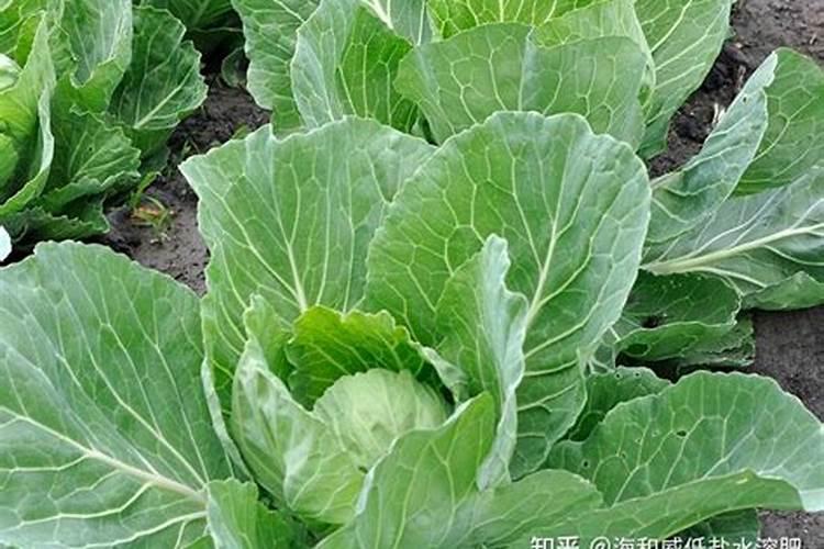 玉米1.5来高每亩喷施锌肥60毫升有危害吗？