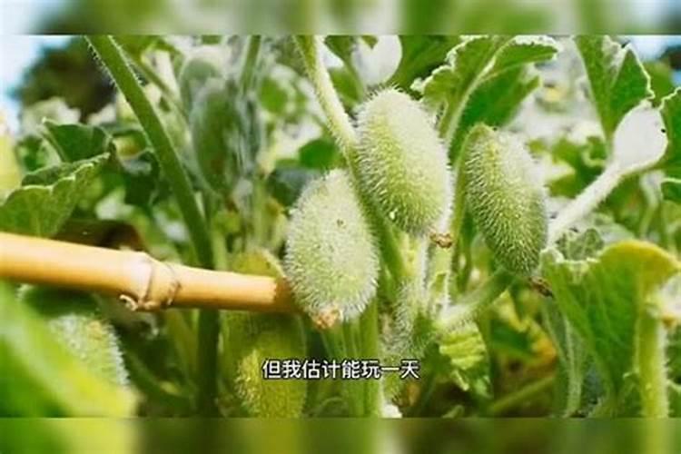一亩地用多少硼肥 如何正确施硼肥