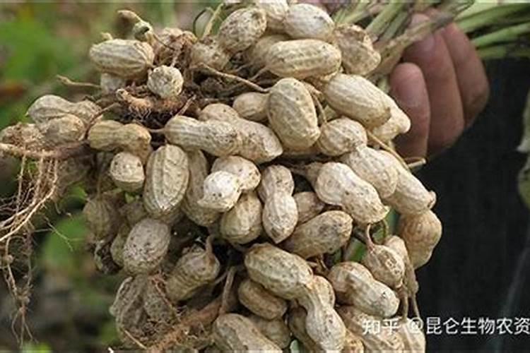 花生早衰症防治措施