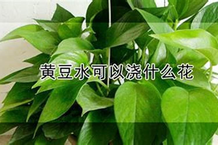 黄豆泡的水是什么肥