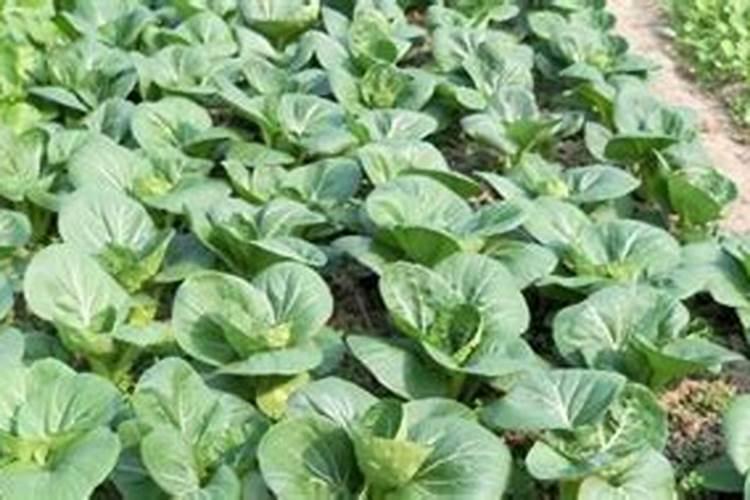 水溶肥可以撒施吗