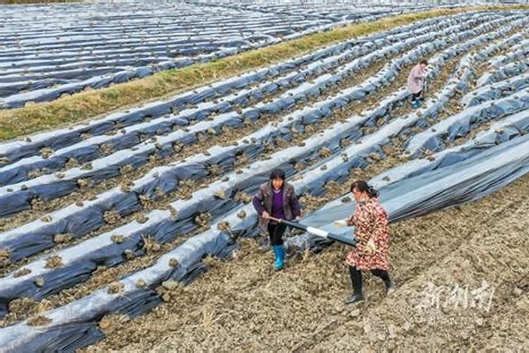 草莓种植用什么肥料好 草莓加什么肥料
