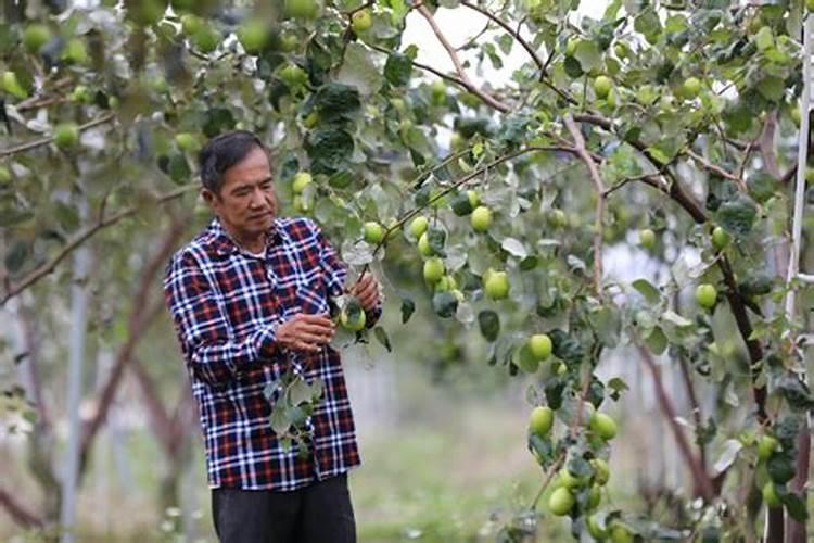 台湾青枣的施肥技术