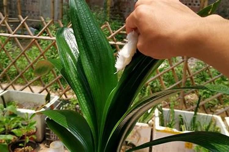长寿花长了花苞还用施肥吗