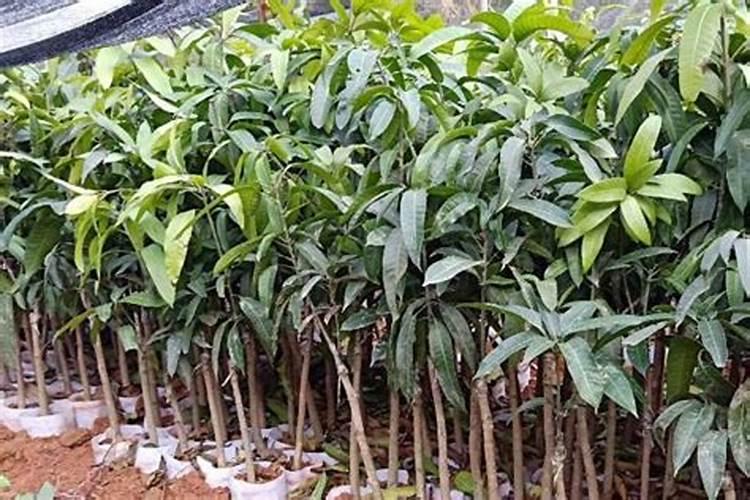 芒果膨大的方法是什么？需要给芒果打叶面肥吗？