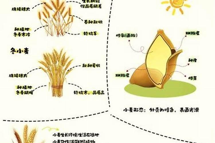 怎样鉴别真假磷酸二铵