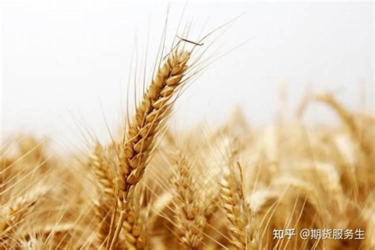 麦乐丰小麦专用肥是真是假