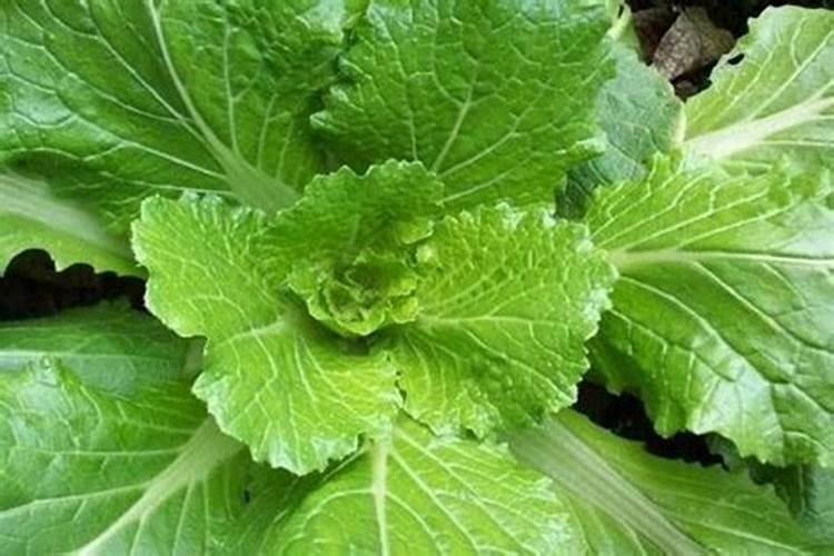 蔬菜黄叶病用什么药防治最好