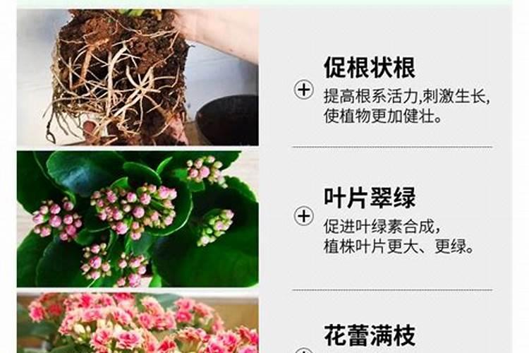 长寿花用营养液养还是用农家肥养好？