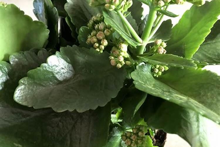 求解硝酸钾爆炸的原因,任何硝酸盐都有强爆炸性吗？