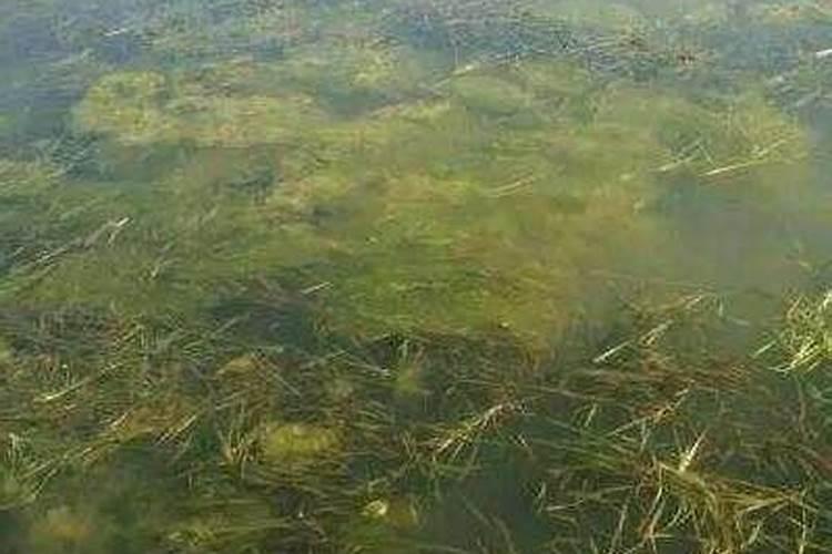 磷肥可以杀青苔吗
