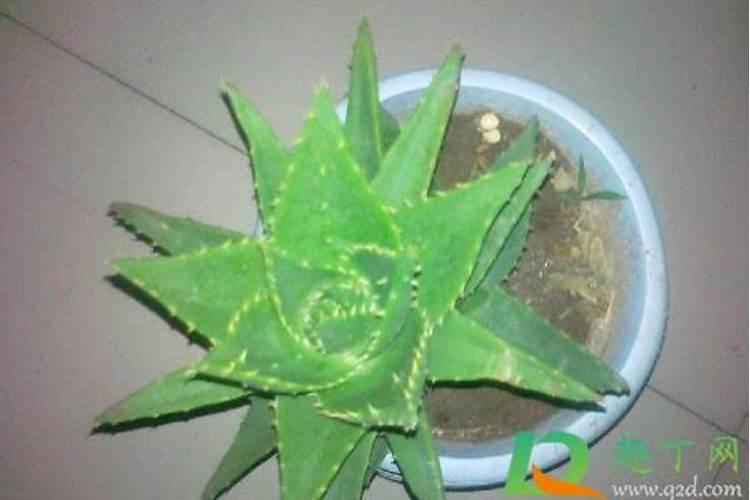 大蒜水能杀死花里的虫子吗 大蒜水能浇花除虫吗