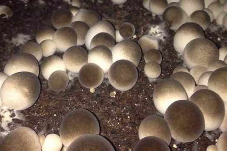红千层什么时候开花？千万别错过了红千层最美的开花时机!