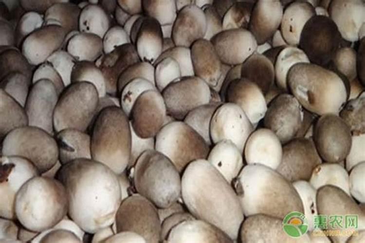 巨菌草和玉米秸秆做食用菌有什么区别？