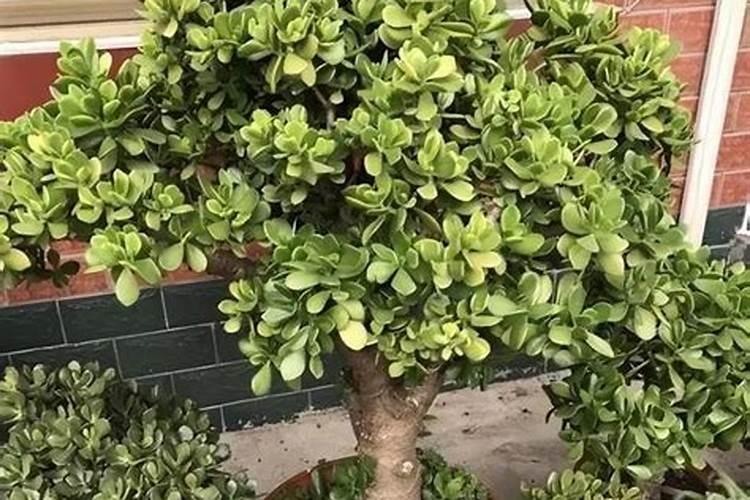 玉树什么肥养殖长得快,不同时期的施肥方法注意事项