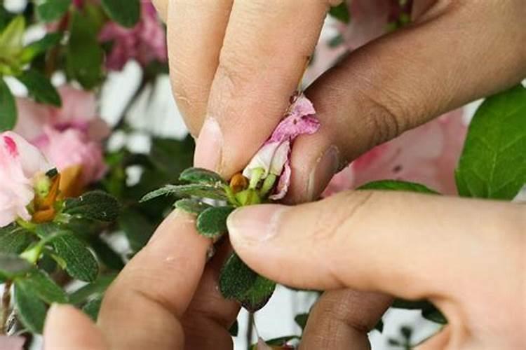 西红柿初花期管理要点 西红柿养殖注意事项