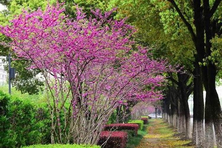 紫荆树施肥时间和方法 紫荆花如何施肥