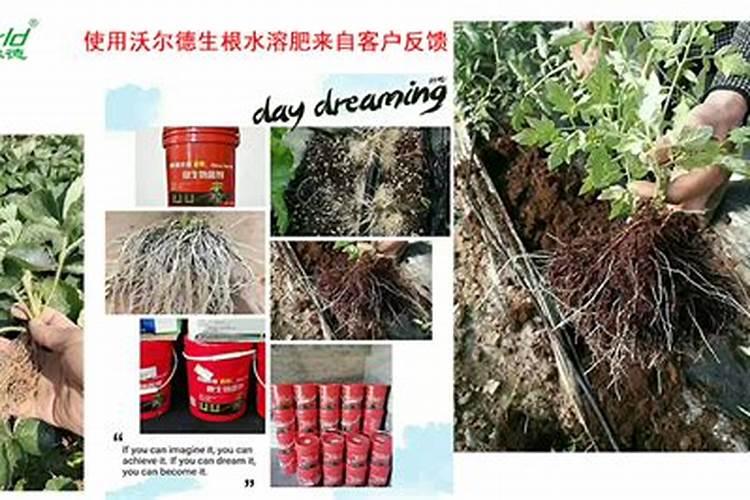 辣椒生根用什么水溶肥好？