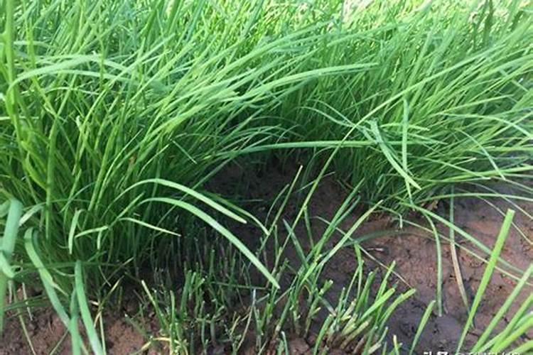 下雨天给玉米撒尿素(化肥)效果咋样？