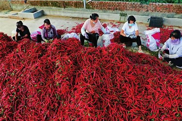 加大宝水溶肥辣椒专用是真的吗