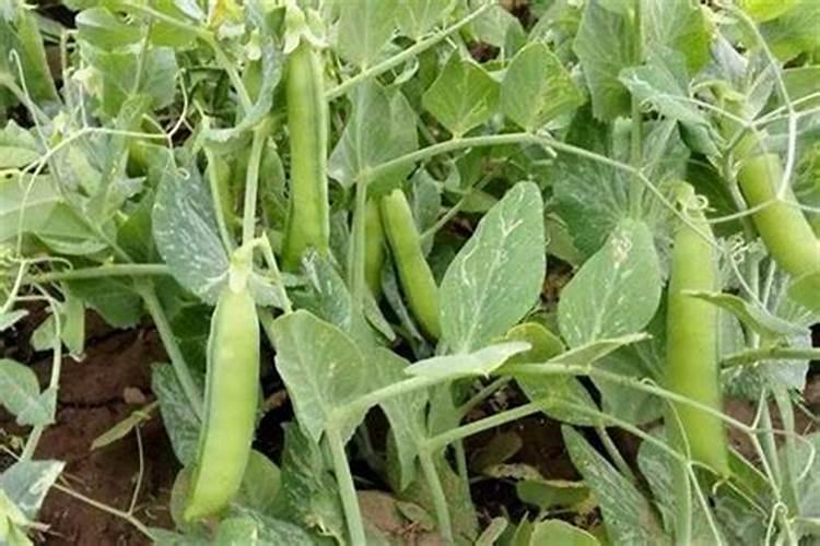 豌豆施什么肥好