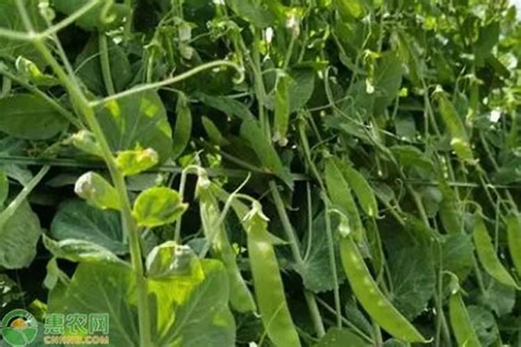 硼肥的作用与功效是什么？