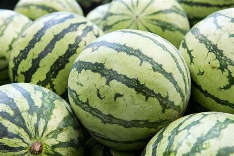 西瓜膨大期可以冲施3个15芭田布衣皇后吗