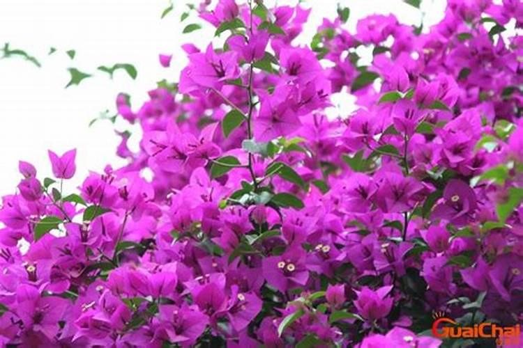 三角梅催花时间和方法