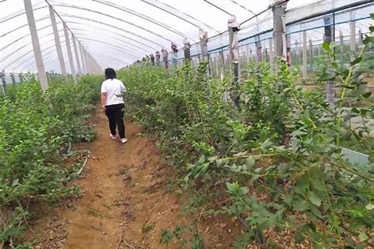 藤本月季安吉拉怎么养