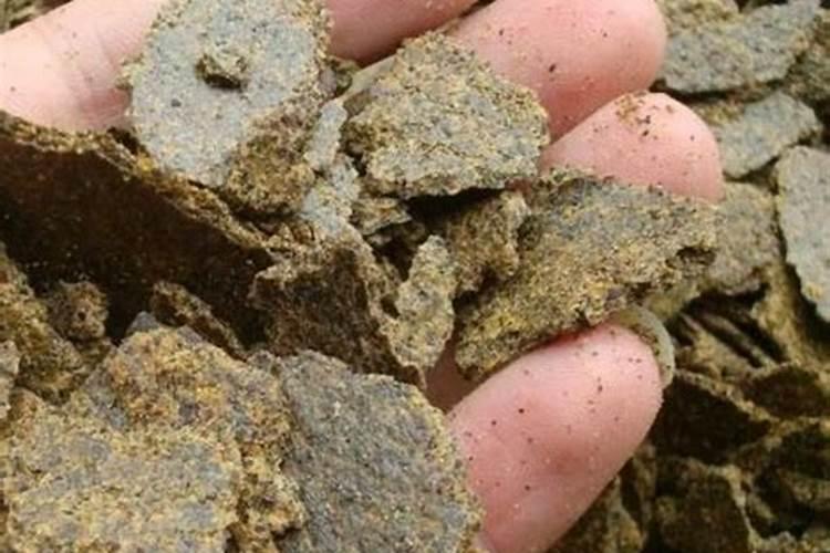 小麦扬花期能浇水吗