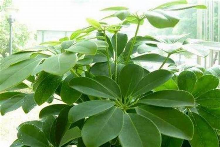 发财树秋天能换盆吗 换盆需要注意什么