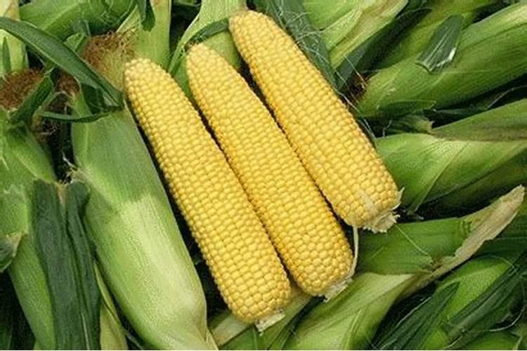 玉米专用肥玉米专用肥的使用技巧