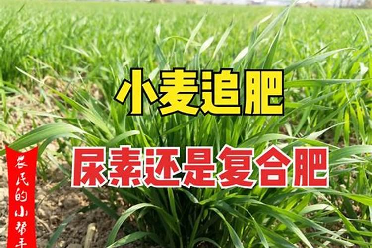 小麦追肥时期在什么时候？小麦追肥用尿素还是复合肥？
