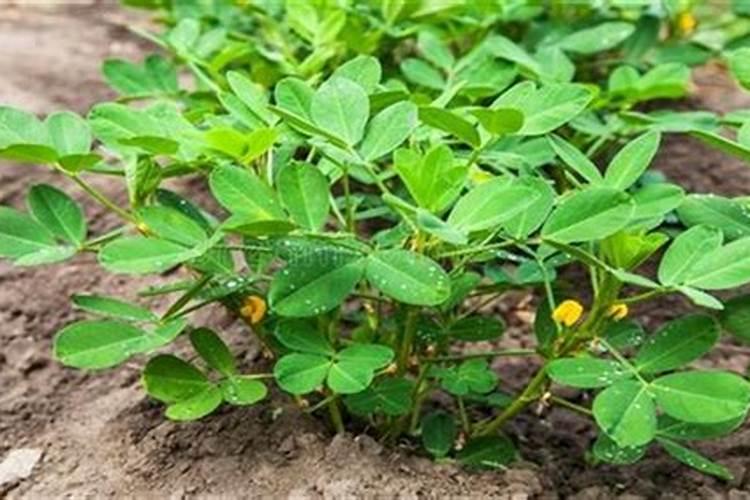 种植花生施肥时间及方法 用什么肥料产量高