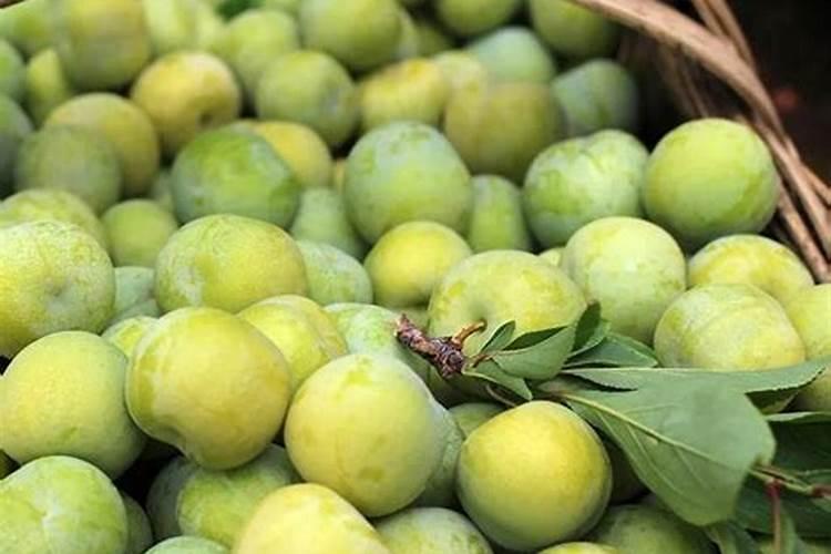 李子树怎么施肥？你整对了吗