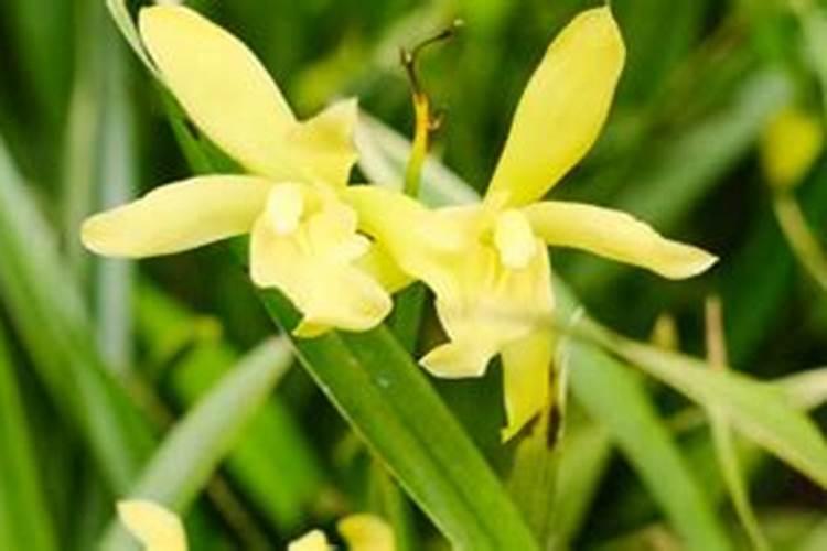 向日葵施什么肥最好