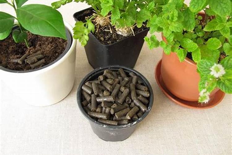 一帆风顺水培怎么养