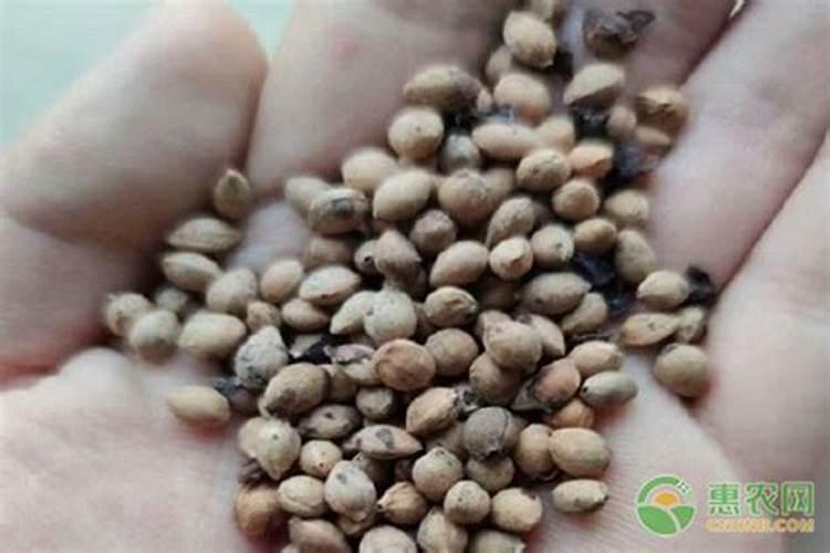 「厚强李子苗基地」怎么给李子树苗施肥？