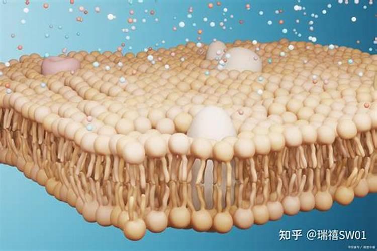 九尾狐怎样上盆