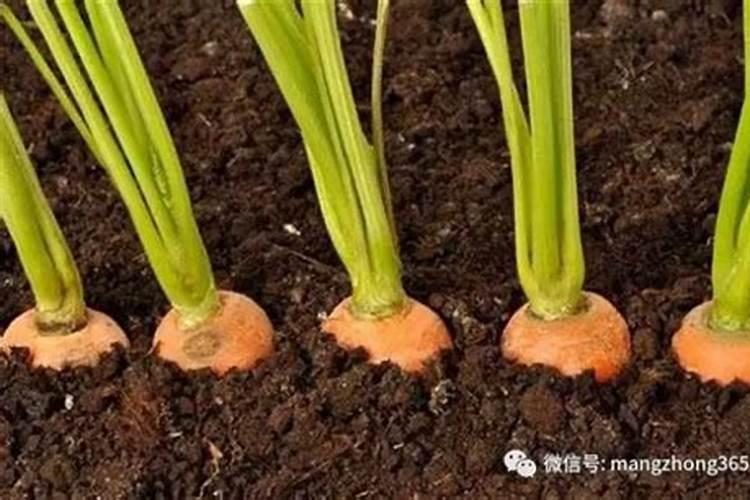 红萝卜施肥用什么肥料