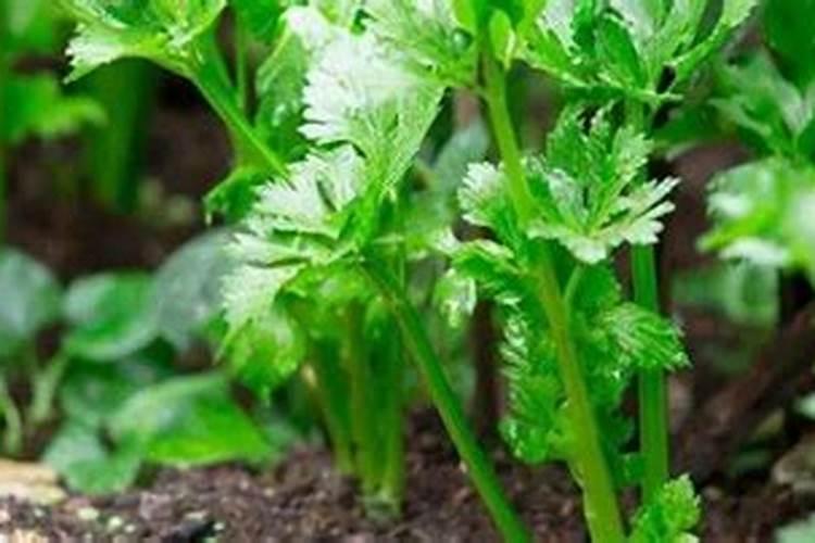 芹菜施肥用什么肥料