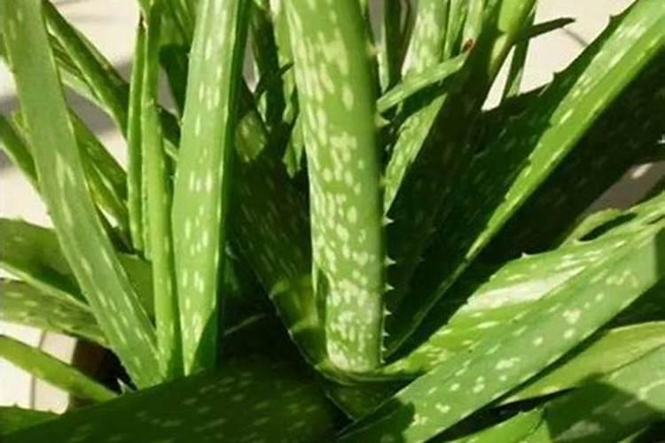 该怎么给芦荟施肥该施什么肥