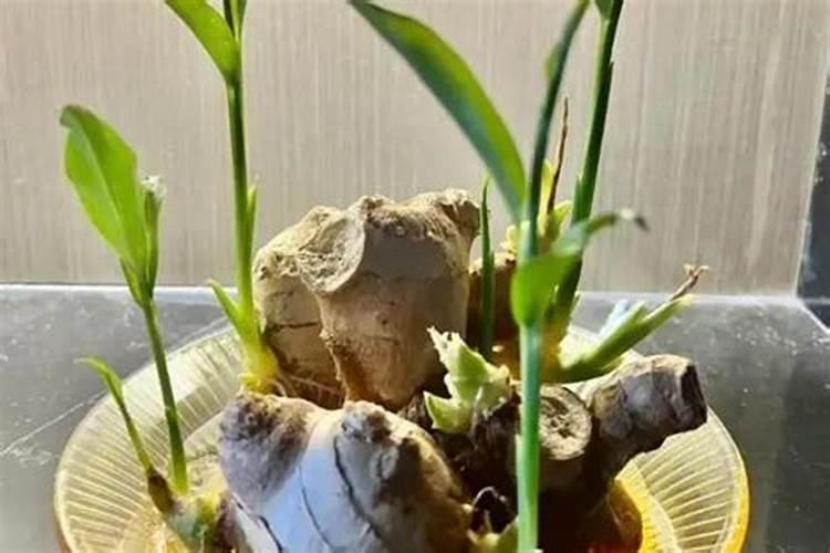 菜枯发酵做肥料的方法