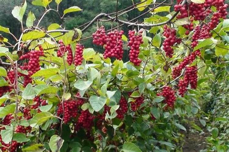 北五味子花期施肥管理方法如何在北五味子花期施肥