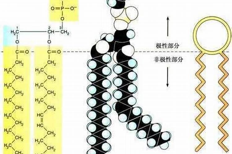 磷肥对果树的作用是什么？