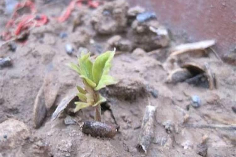 牡丹种植怎么管理水肥？