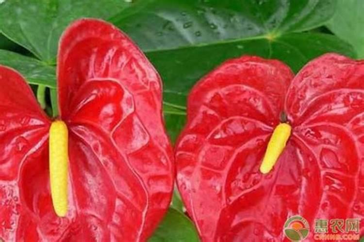 花烛怎样栽培？